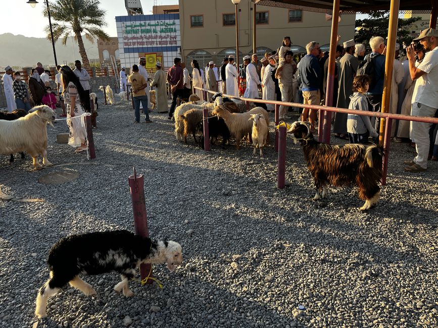 Nizwa