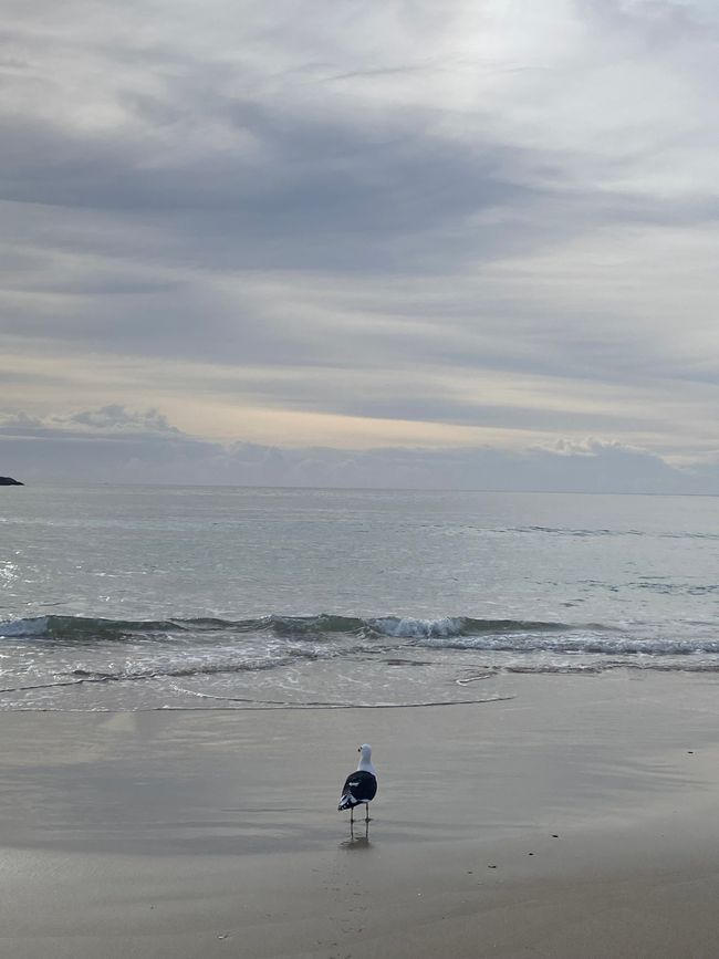 About the KariKari beach to Whangarei