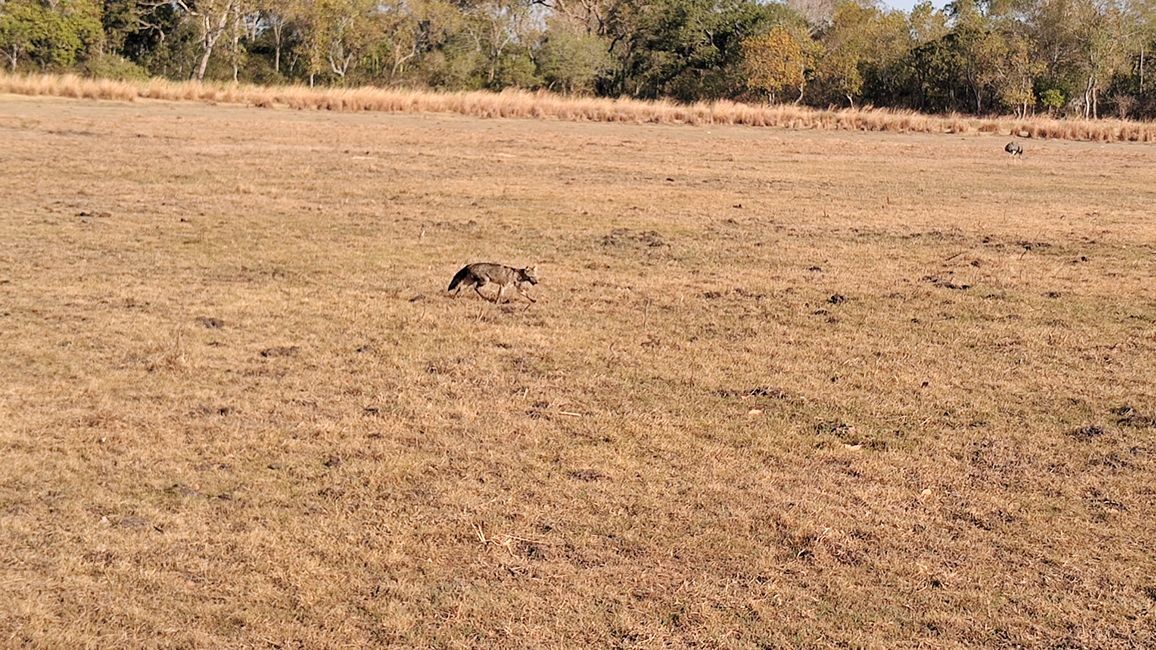 Brasilien, Durch das Pantanal