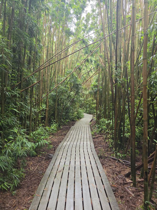 Bamboo forest