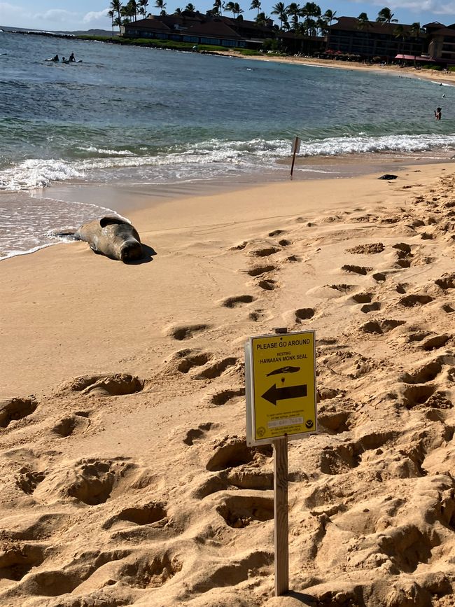 D18 - Yoga a las 7 am con Norbi y playa Poipu con focas monje, tortugas marinas y Humuhumunukunukuapua‘a