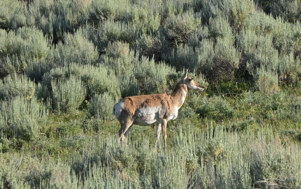 Gabelantilope im Lamar-Valley