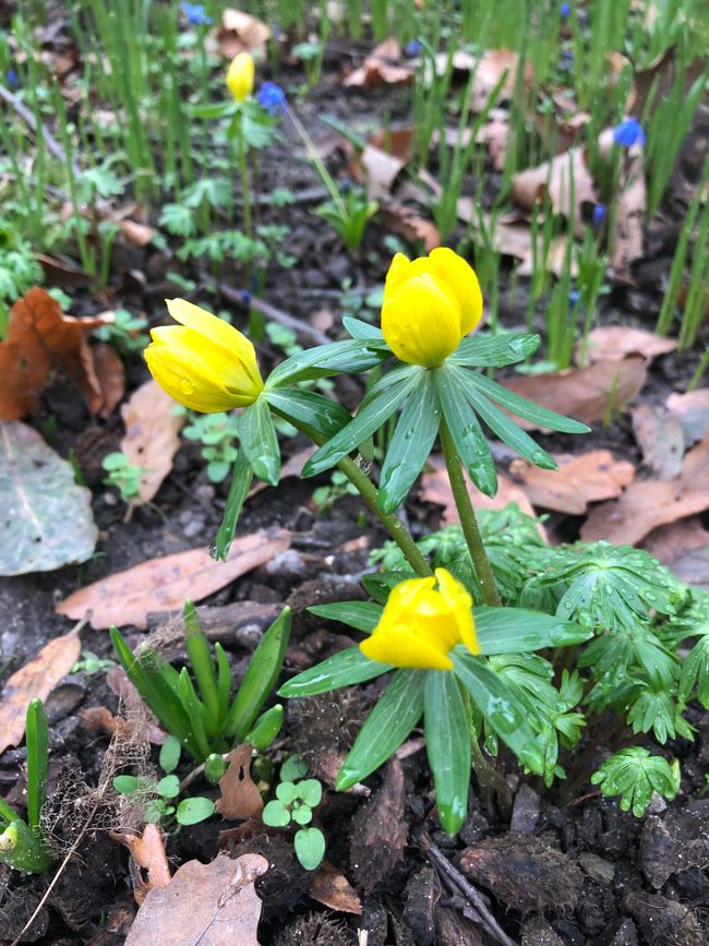 Winter aconites are also blooming