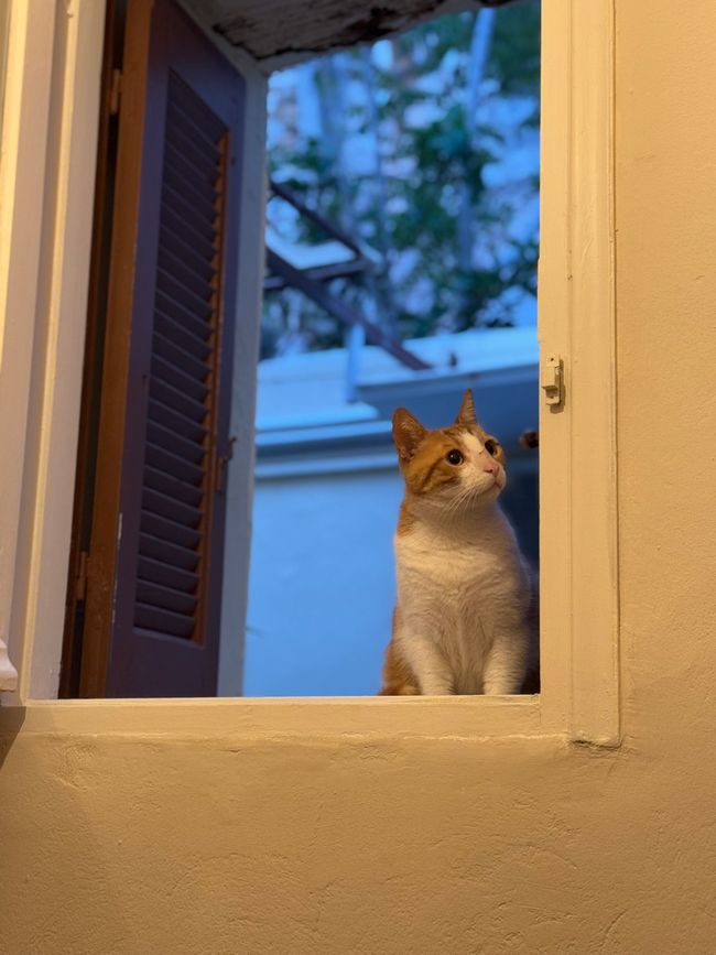 Einfach durchs Fenster "eingestiegen"