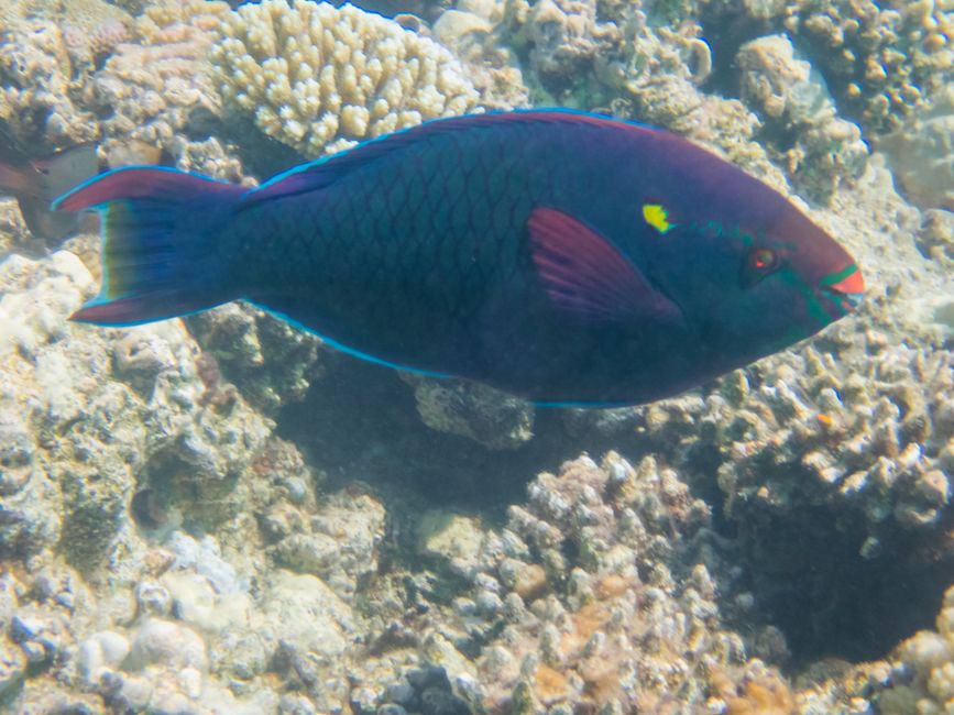 Poisson perroquet noir