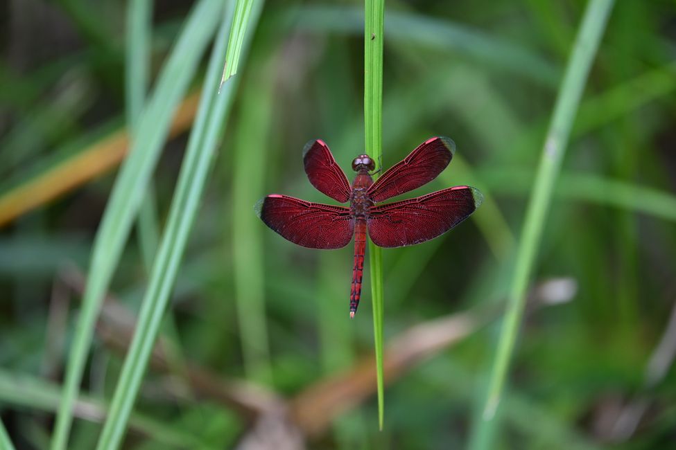 Parc national de Bako