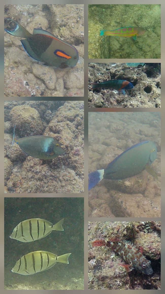 Fische 