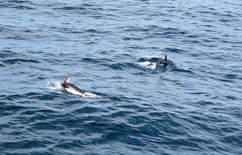 Schwarzdelfine, Dusky Dolphins