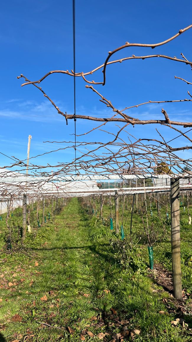 Eine Reihe Kiwi-Pflanzen vor dem Beschnitt