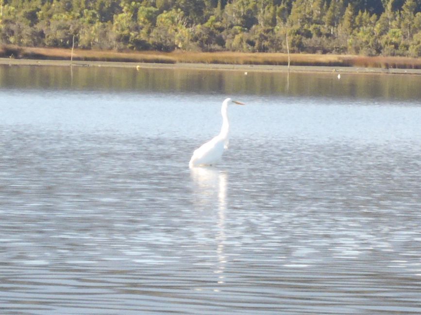 Kotuku