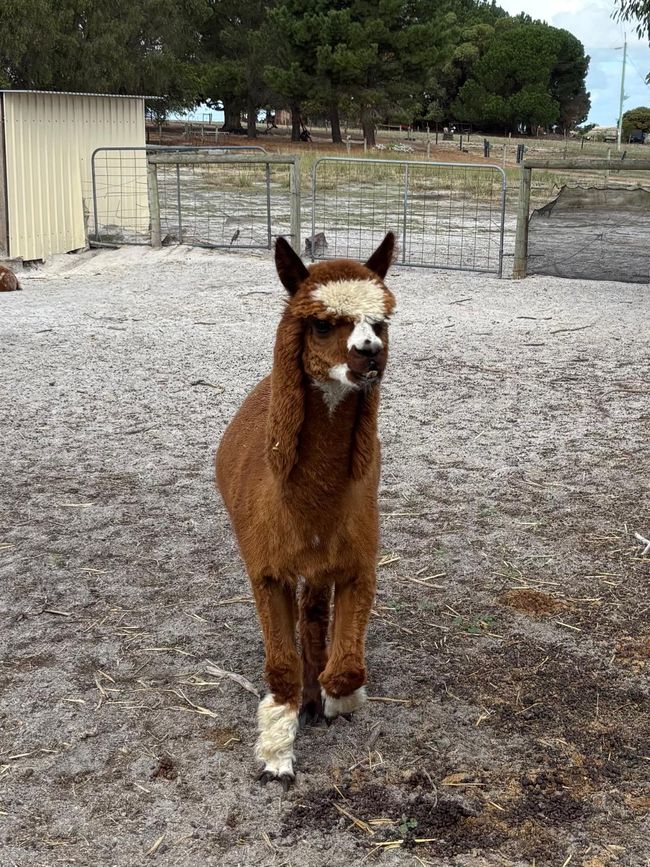 Parc des oiseaux et des animaux d'Esperance