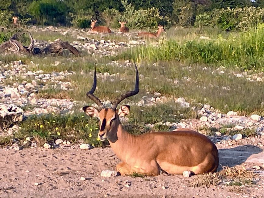 El Parque Nacional Etosha