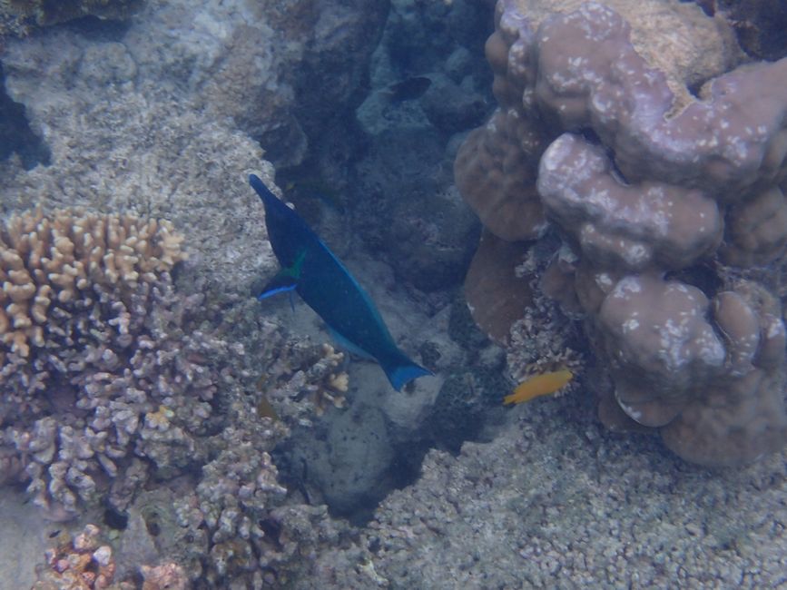 Snorkeling the Ningaloo Reef - Bird wrasse