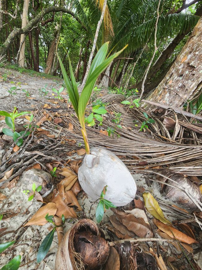 Tag 28, 22. Mai, Daintree, der älteste Regenwald der Welt