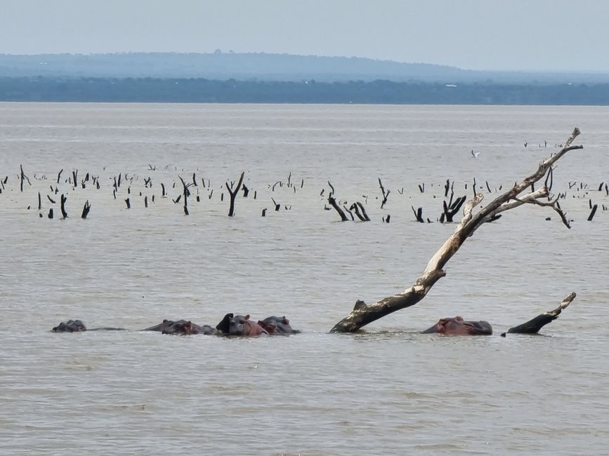 Tansania - Tag 3: Manyara Nationalpark