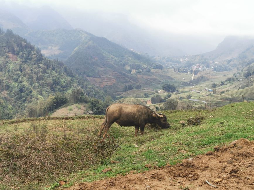 Hacia el norte montañoso hacia SaPa