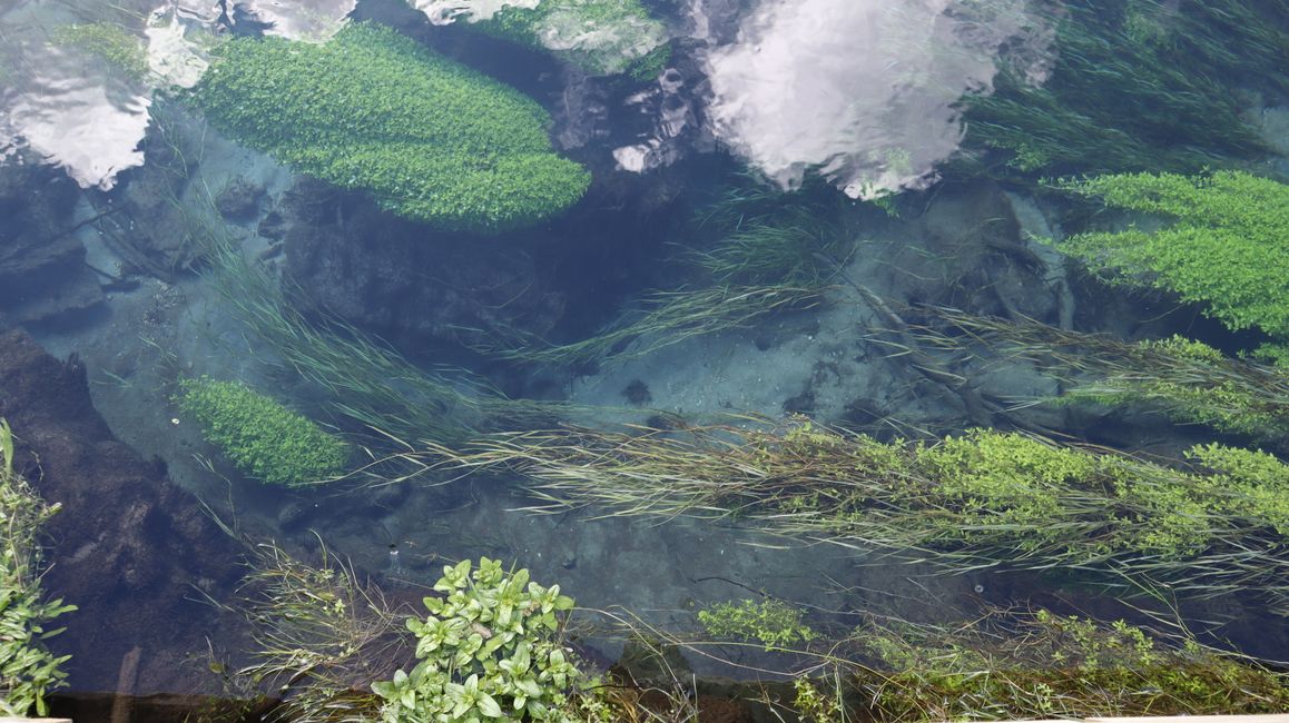 Putaruru Blue Spings Park - das Wasser ist so klar, das es bläulich erscheint