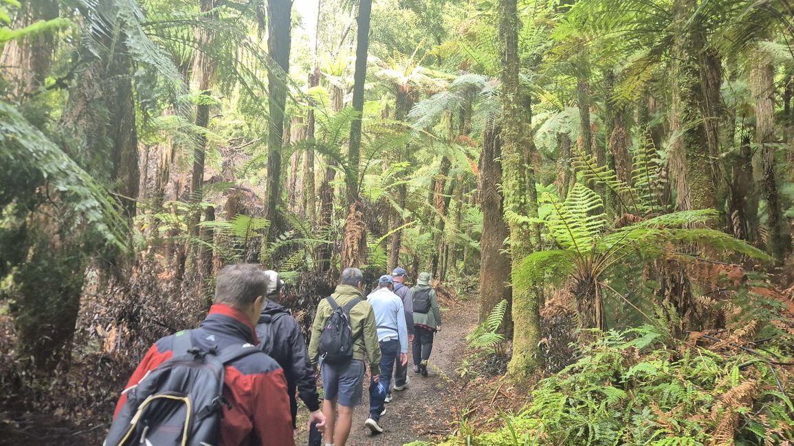 Whirinaki – Der Tag, an dem mich die Natur wieder gefunden hat