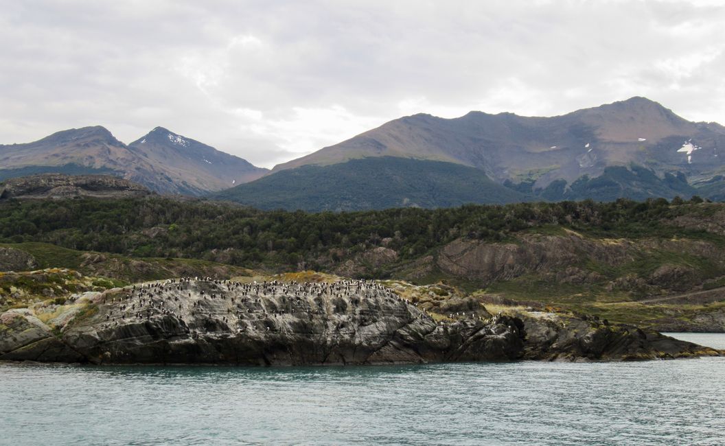 Kormorane
