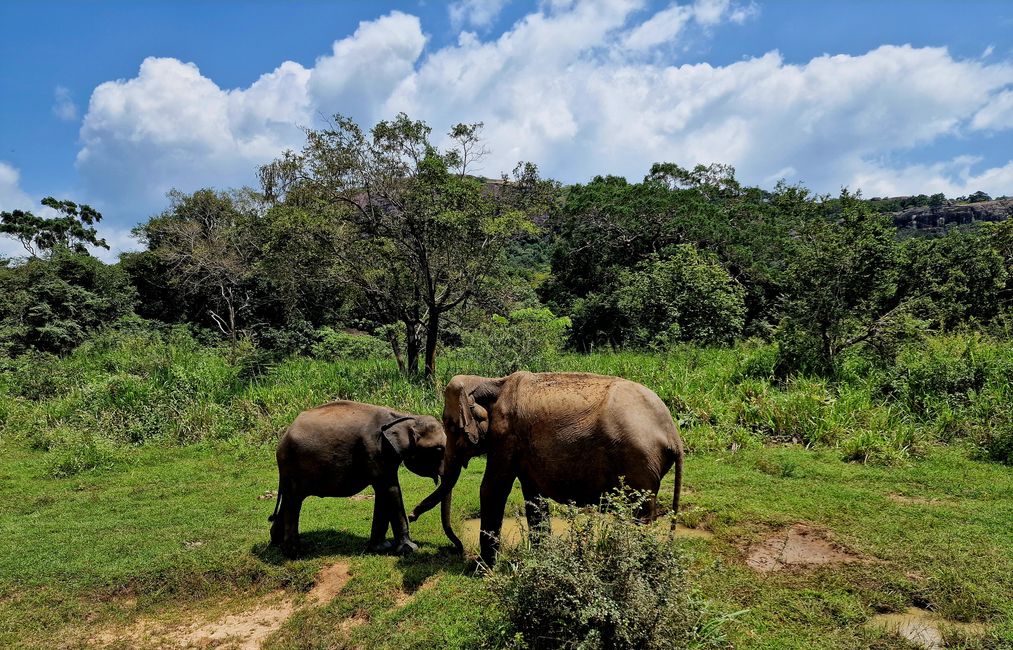 Hurulu Eco Park