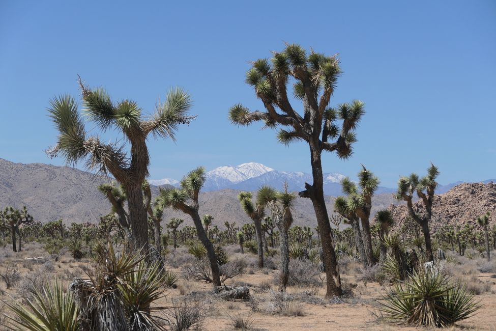 USA - Las Vegas and more ...   road trip 2025