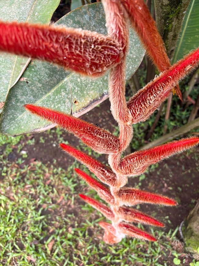 Unterwegs in Costa Rica