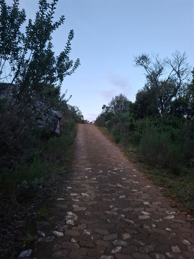 Sendero Constantia y bosque de Newlands