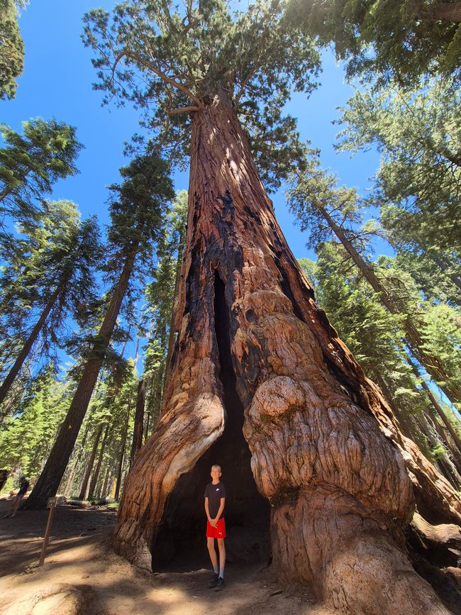 Parc national de Séquoia - Forêt géante