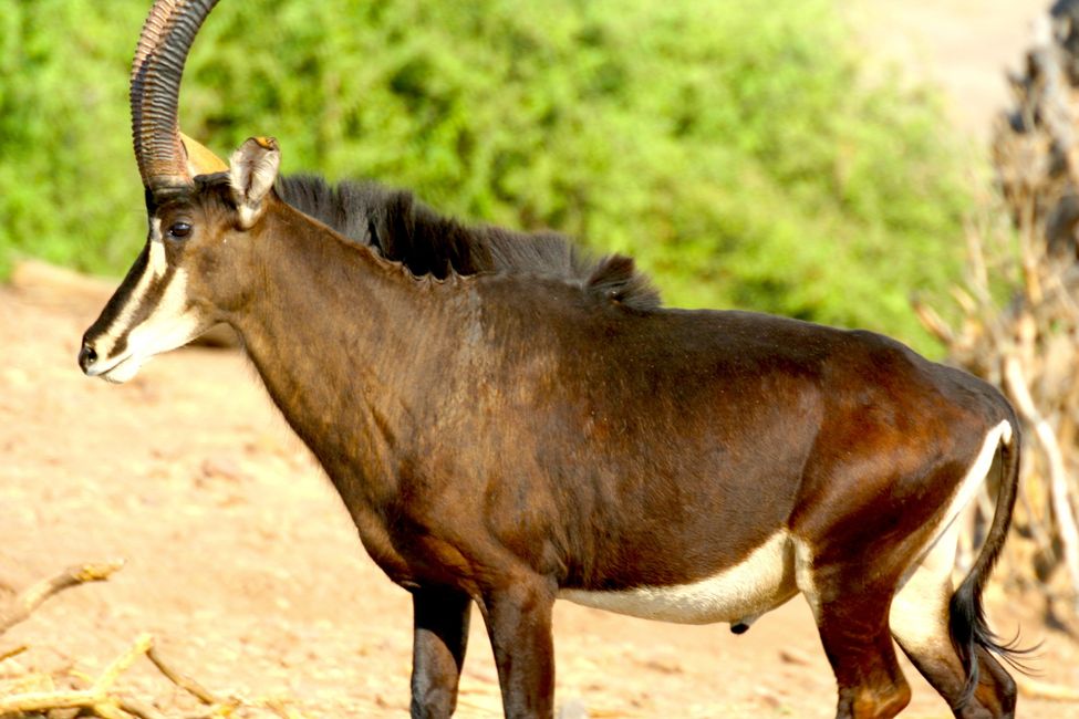 Ellipsen Wasserbock