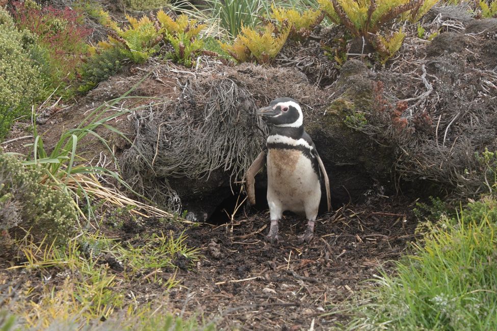 Manchot de Magellan / Magellan penguin