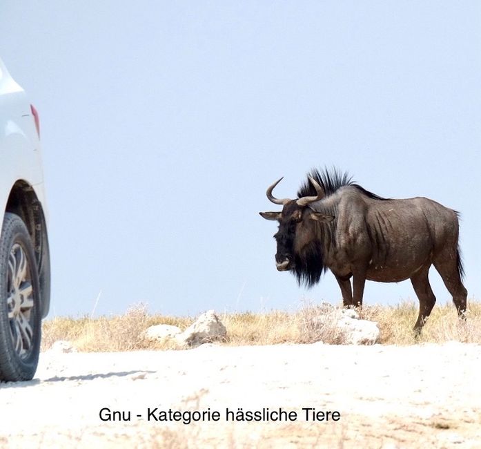 Etosha - wir sind da!