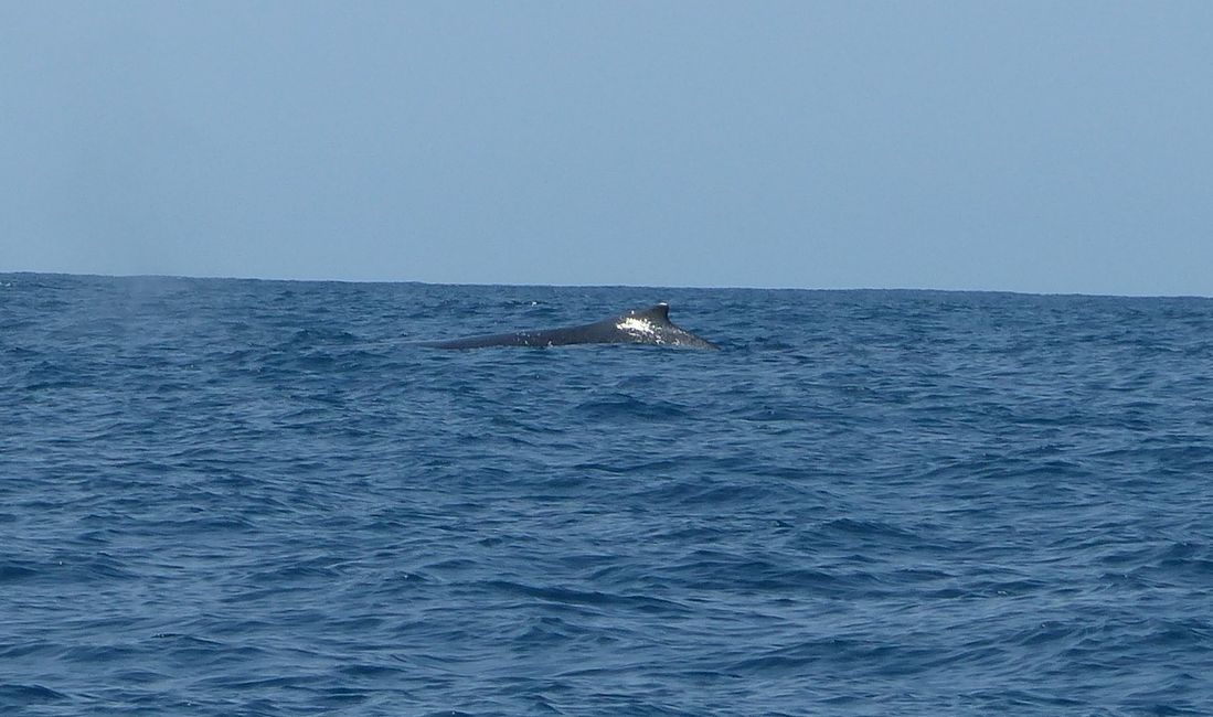 Brasil, Observación de Ballenas