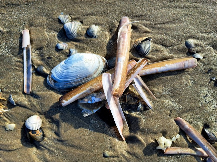 Muschelsammlung