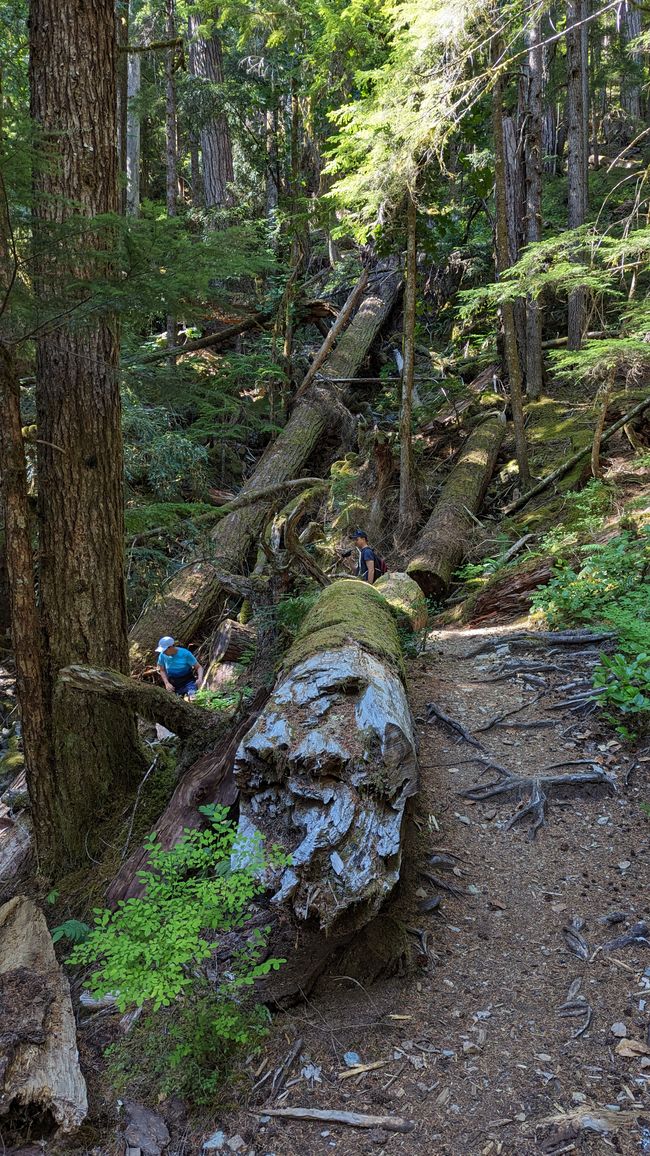 Upper Myra Falls Trail