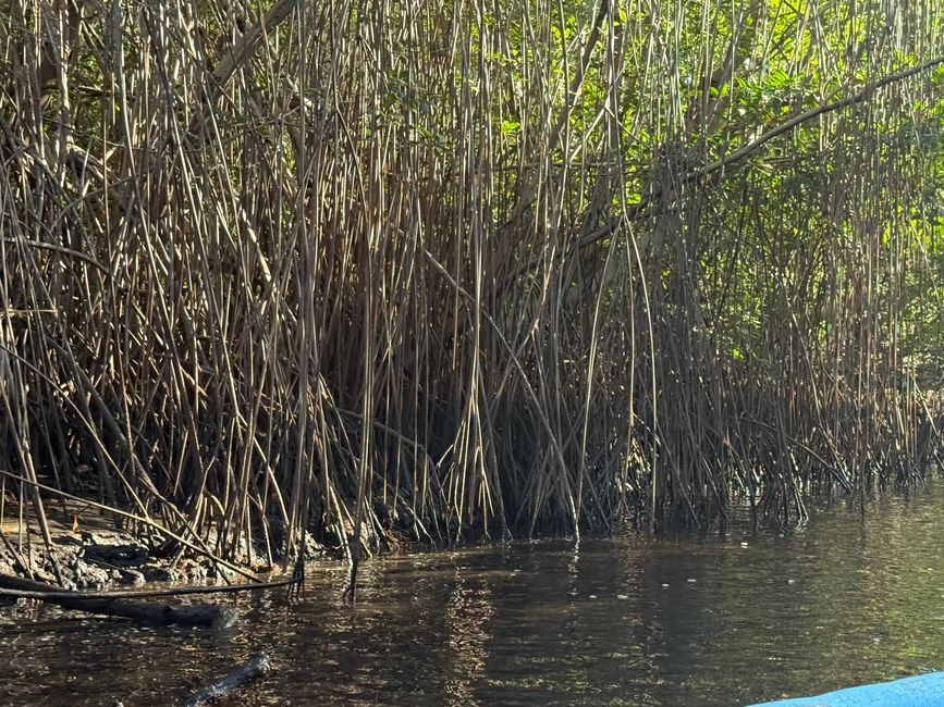 BLOG 20: Nicaragua - Costa del Pacífico y Bosque de Manglares