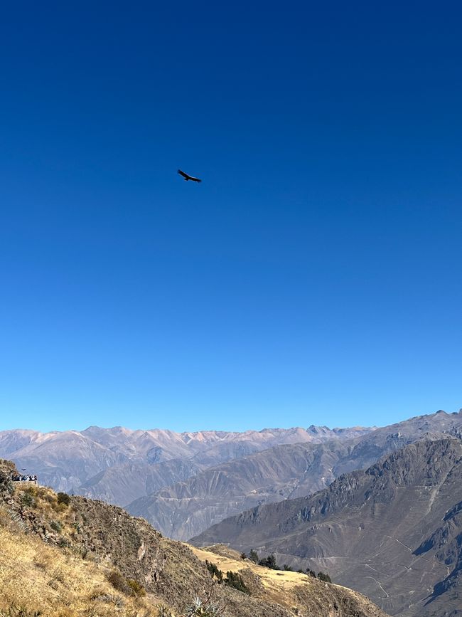 Les condors glissent au-dessus du canyon