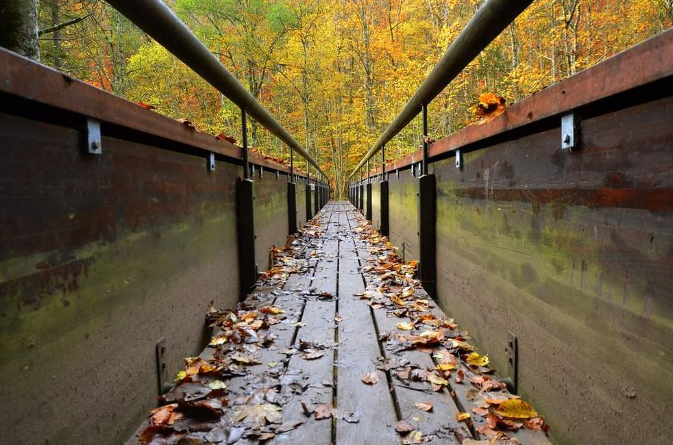 Senderismo de otoño en el Wutachschlucht: rojo, amarillo, naranja... ¡y tú en medio!