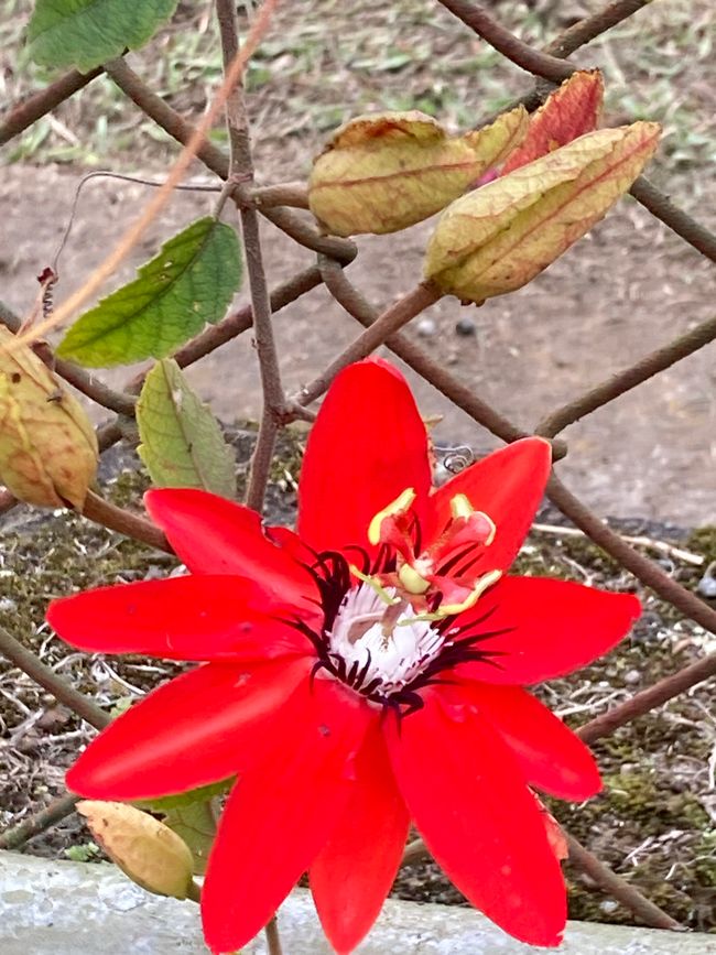 „La Belleza de Dios“ para el cambio de año