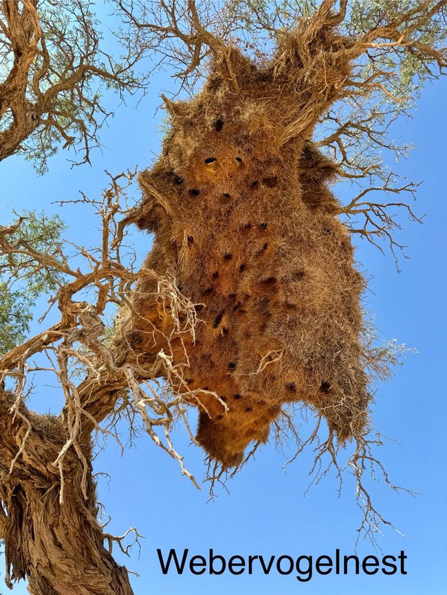 Dünenbesteigung in Namib Wüste