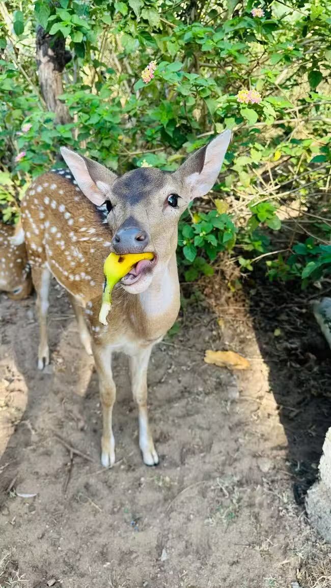 Deer Park and Fort Frederick - Trincomalee