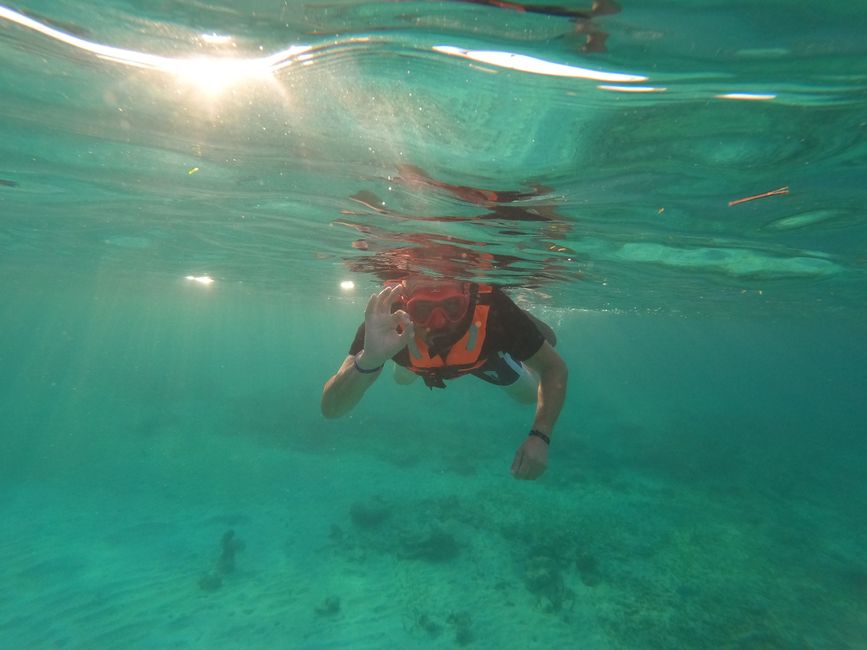 Turtles and Cenotes