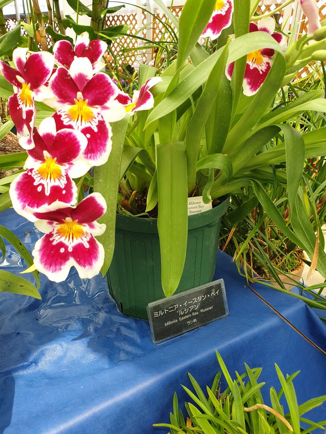 Blume