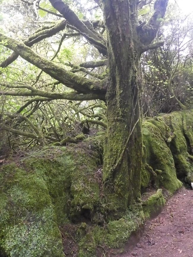 Urwald