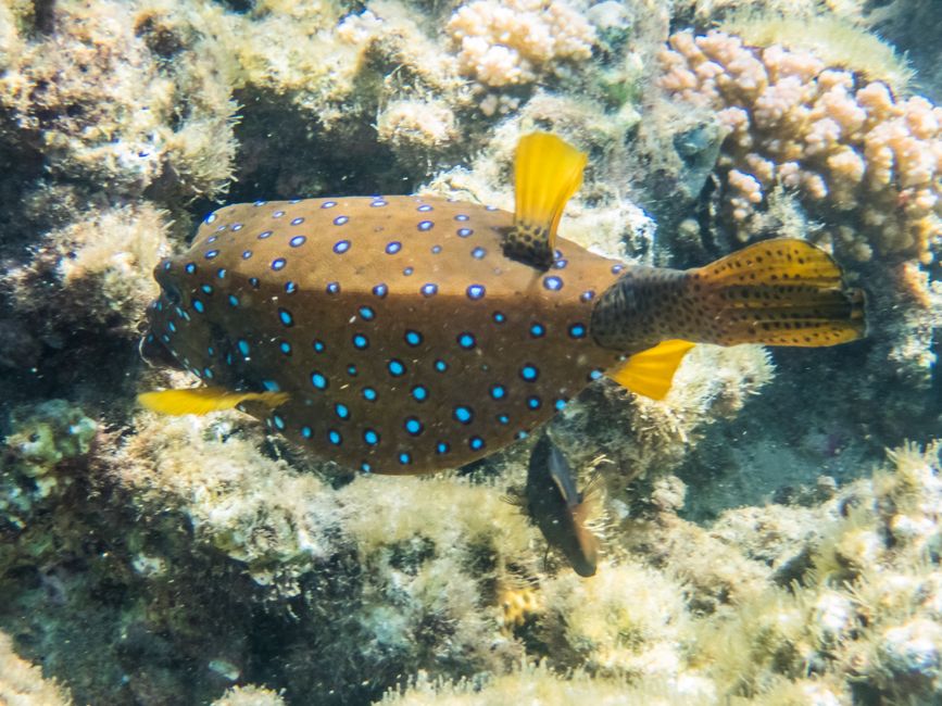 Poisson-boîte marron