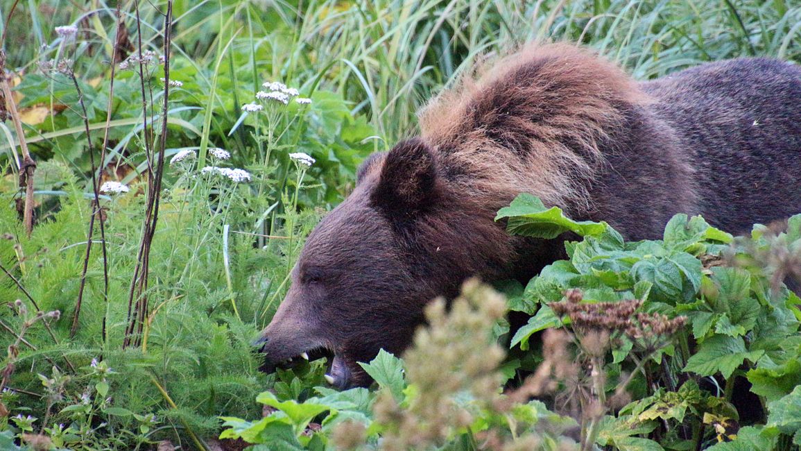 Day 26: Chilkoot River - a big bear show & photoshoot with 'Lulu'