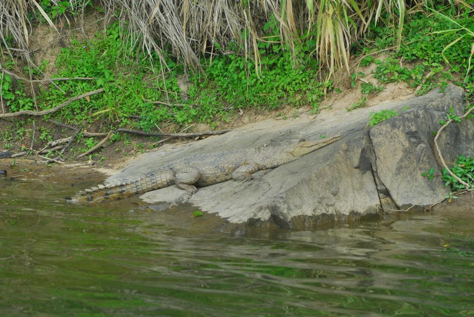 Kroko in freier Wildbahn 