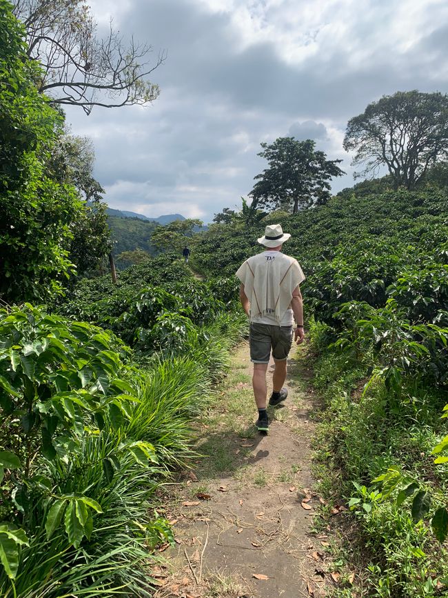 第4天:科科拉山谷 🌴,萨连托 🏘️,咖啡种植园 ☕