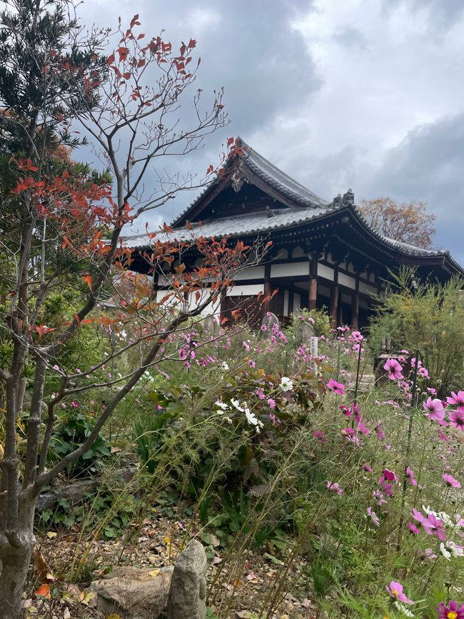 Temple in the Wild Cosmos Garden