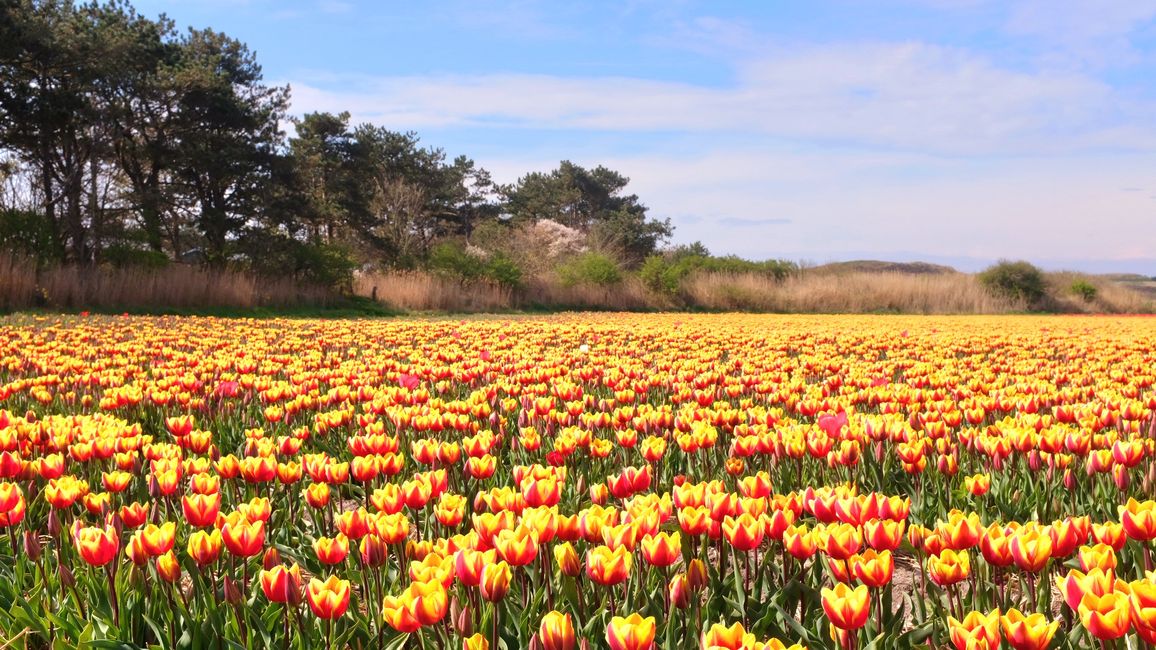 Des champs de tulipes impressionnants....
