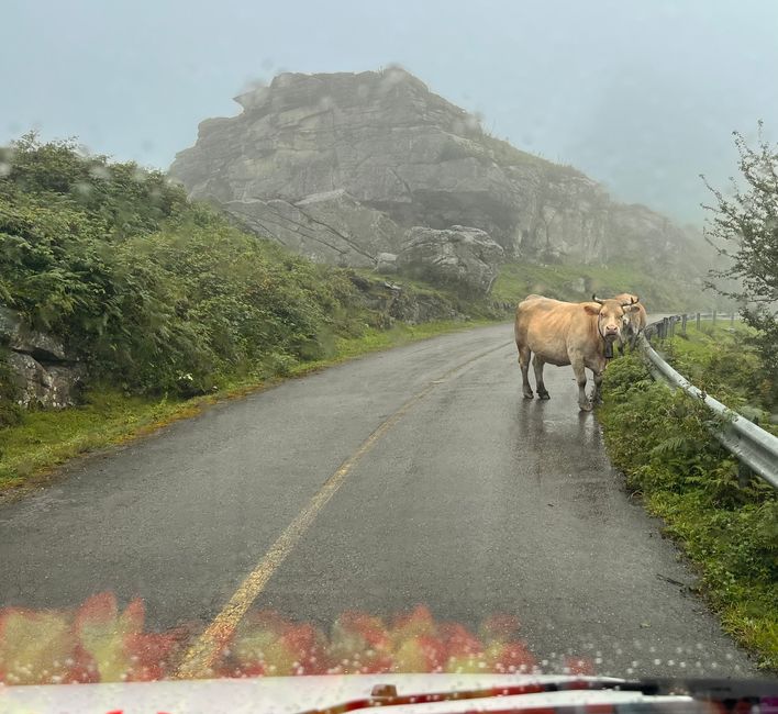 Cows (and goats) are always to be expected on the roads of Cantabria!